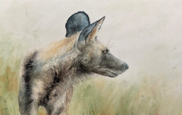 African Wild dog (Available)