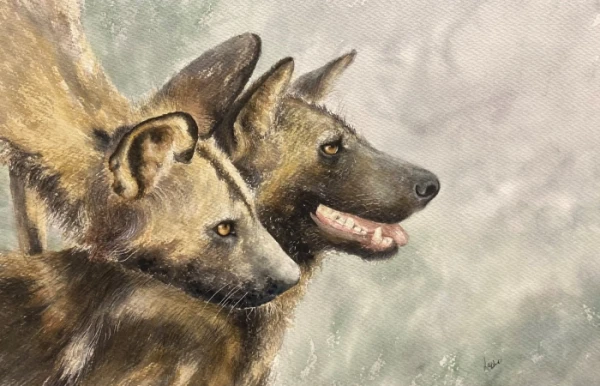 Wild dogs often find themselves in amusing predicaments, watching their packmates at play. A quiet deliberation fills the air—join the fun or keep resting? Their unspoken language is a daily rhythm of pack dynamics, subtle yet profound. Listed as endangered on the IUCN Red List since 1990, this remarkable animal deserves our attention.