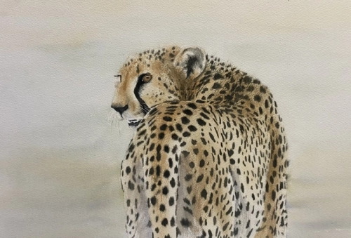 Through the eyes of a cheetah (Available-fFramed)